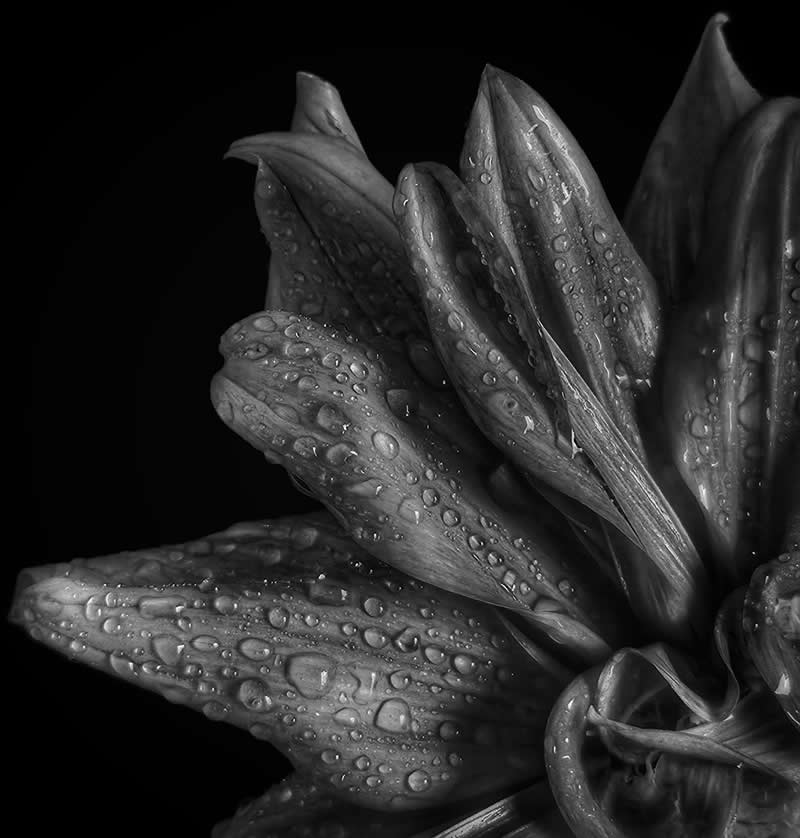 My Dahlia by Cerrina Smith - Mobile Photography Awards Black and White Winners