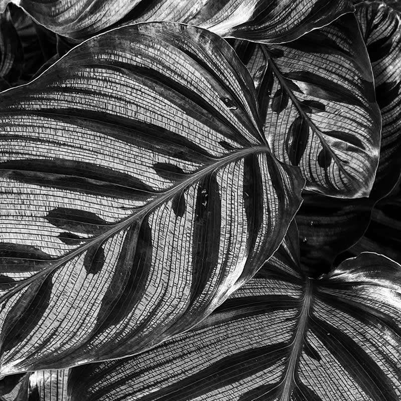 Leafscape by Shelley Benjamin - Mobile Photography Awards Black and White Winners