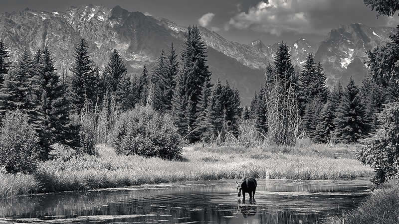 Solitude Among Giants by Tongsheng Wang - Mobile Photography Awards Black and White Winners