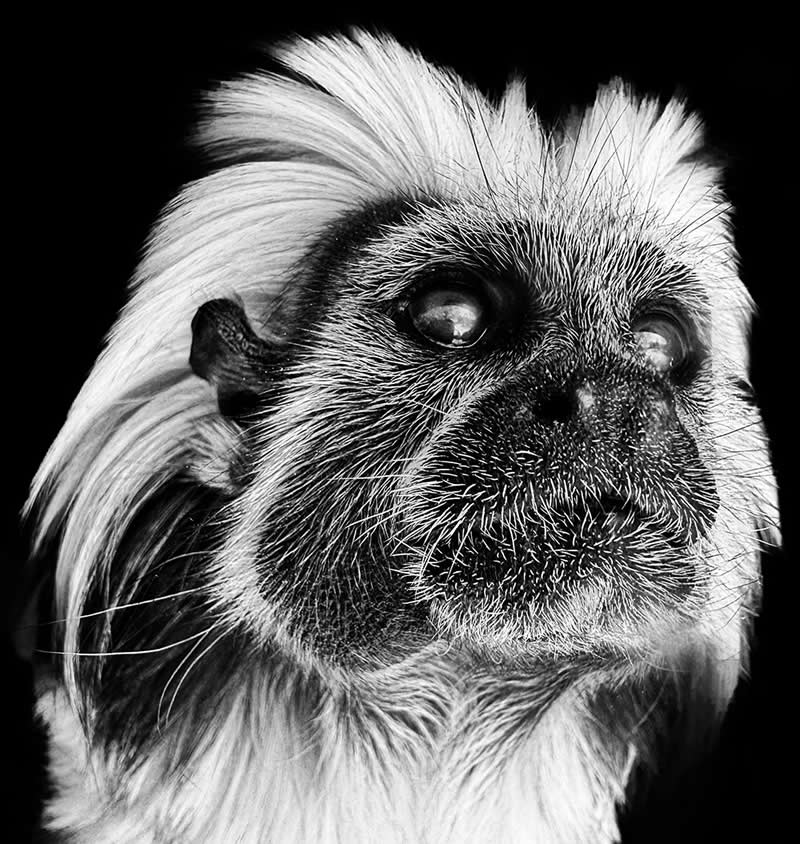 Marmoset by Deborah Kaplan - Mobile Photography Awards Black and White Winners