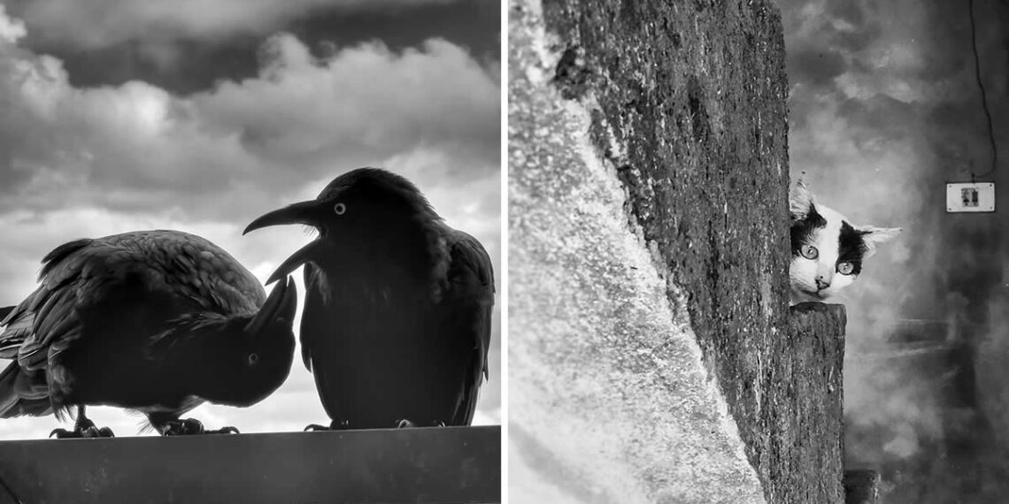 Mobile Photography Awards Black and White Winners