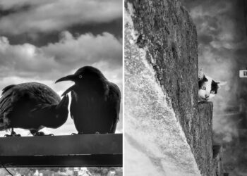 Mobile Photography Awards Black and White Winners