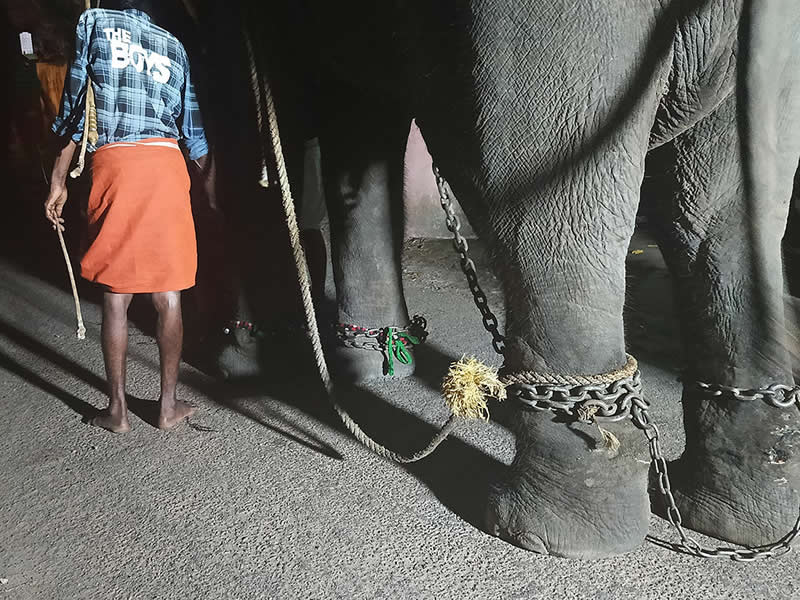 Holy Elephant by Paulina Gauszek - Mobile Photography Awards Travel Winners