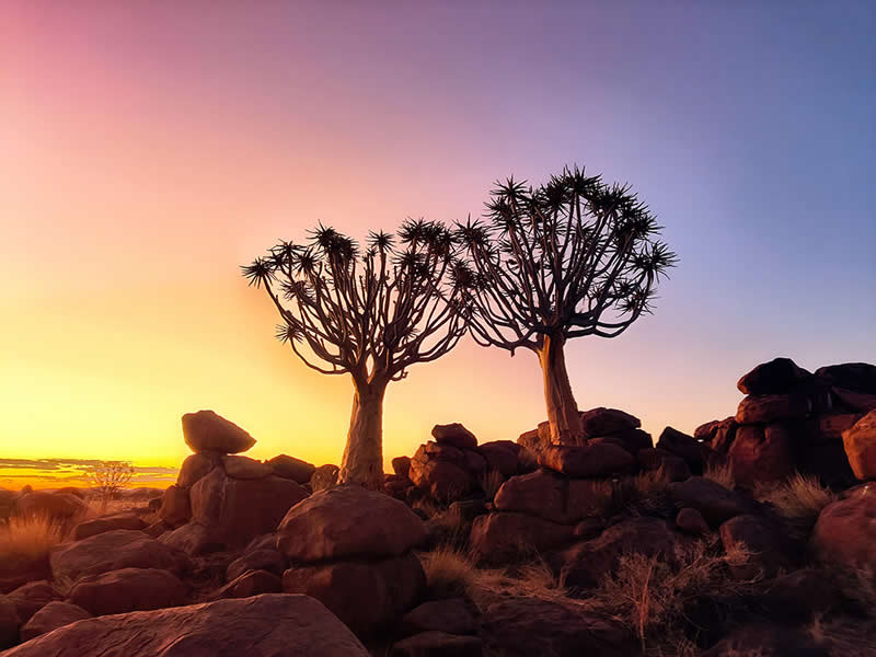 Sunset over the Quiver Tree by Zhengjie Wu - Mobile Photography Awards Travel Winners