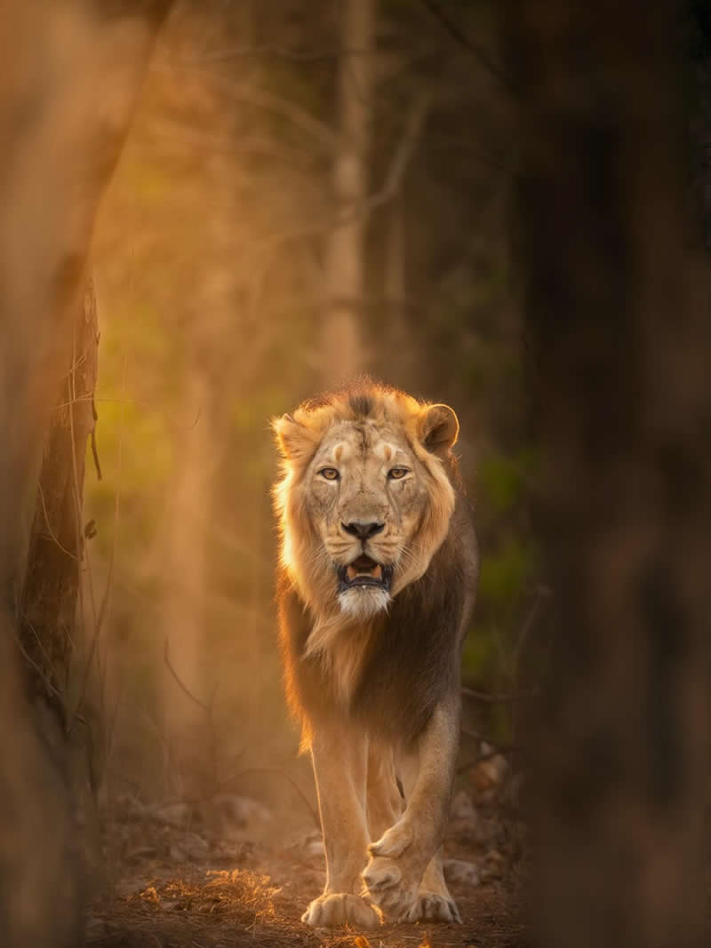 Majesty doesn&rsquo;t need an introduction - National Geographic Wildlife Photography