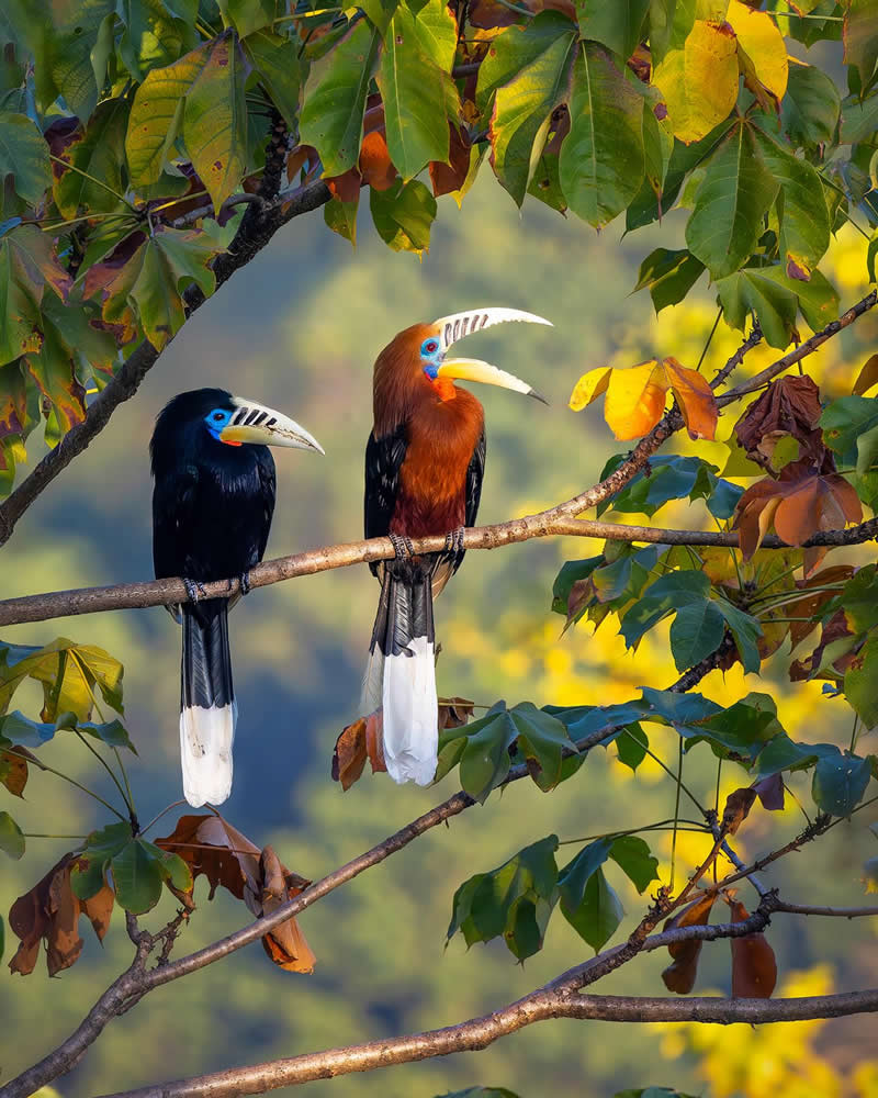 Rufous-necked hornbills - National Geographic Wildlife Photography