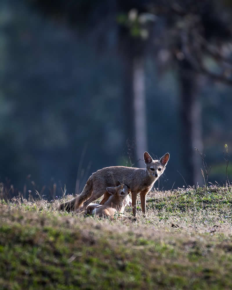 The Bengal Fox  - National Geographic Wildlife Photography
