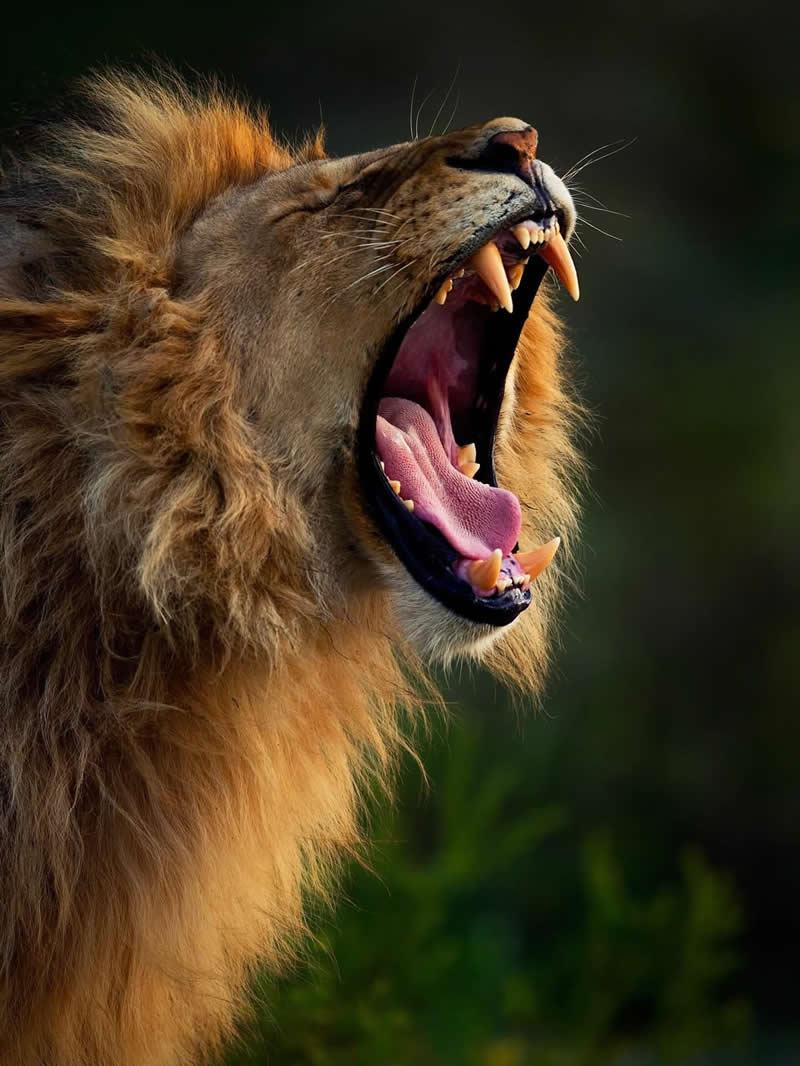 Male lions guard their pride&rsquo;s turf by roaring - National Geographic Wildlife Photography
