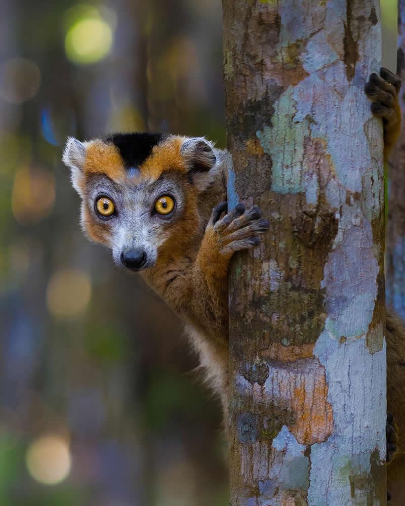 Crowned lemur - National Geographic Wildlife Photography