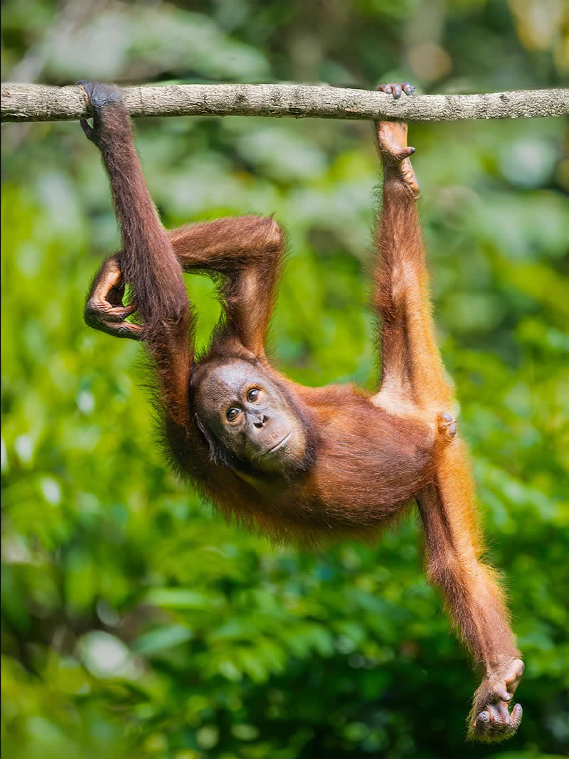 Young Orangutan - National Geographic Wildlife Photography