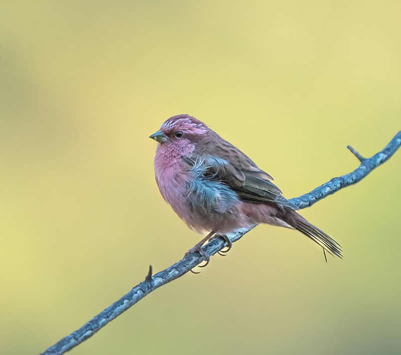 Pink-Browed Rosefinch - National Geographic Wildlife Photography