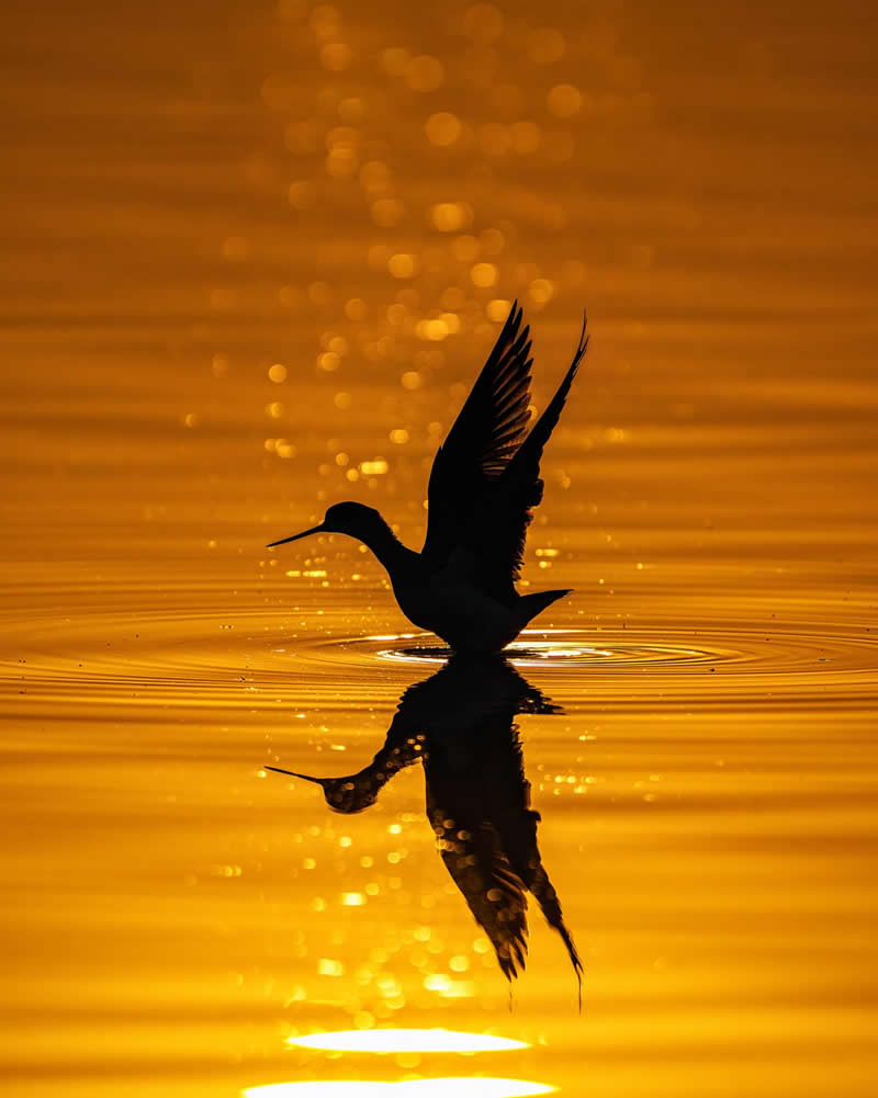 Black-Winged Stilt - National Geographic Wildlife Photography