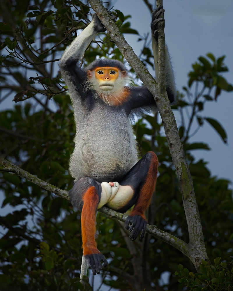 Red-shanked Douc Langur - National Geographic Wildlife Photography