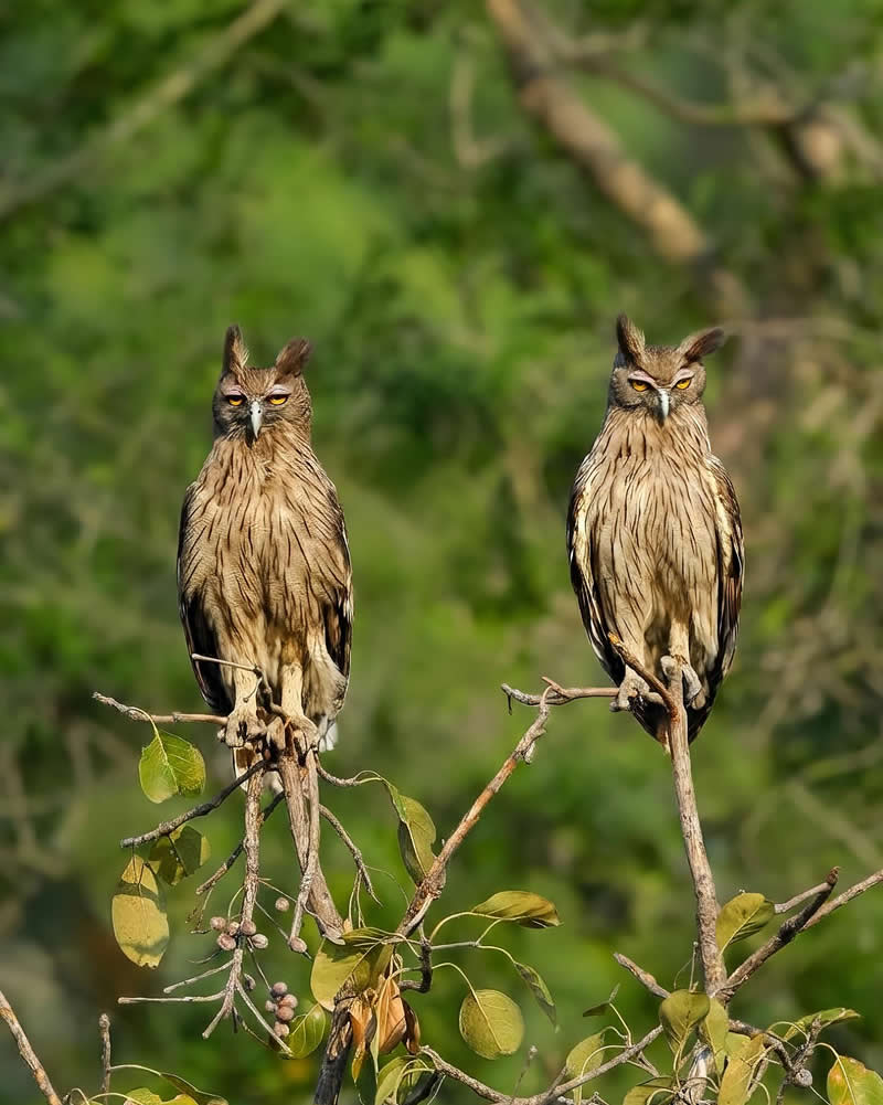 Dusky Eagle-Owls - National Geographic Wildlife Photography