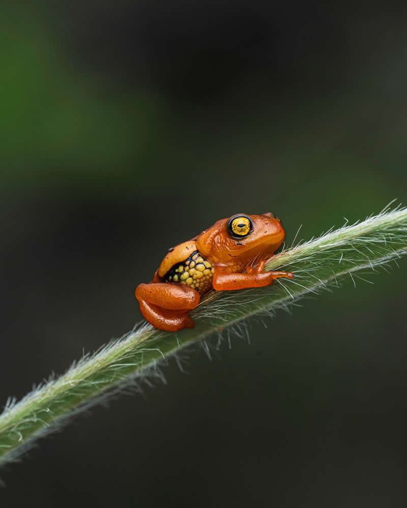 Resplendent Shrub Frog - National Geographic Wildlife Photography