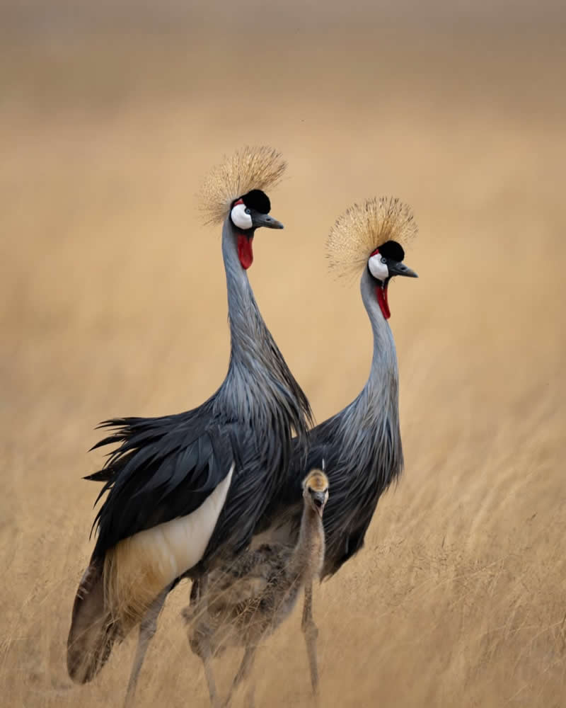 Family of Grey Crowned Cranes - National Geographic Wildlife Photography