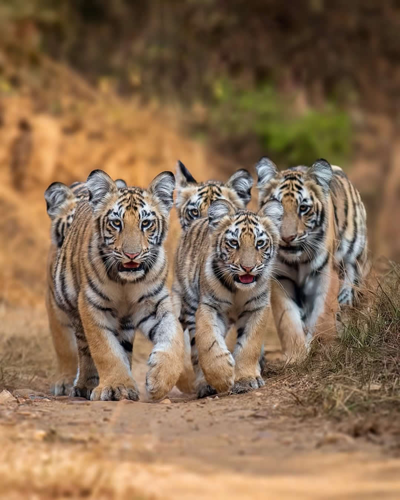 Little Tigers went out to play - National Geographic Wildlife Photography
