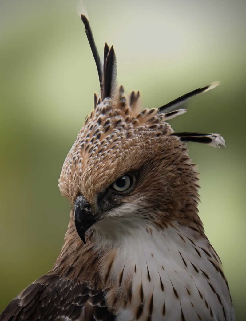 Hawk - National Geographic Wildlife Photography