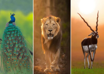 National Geographic Wildlife Photography