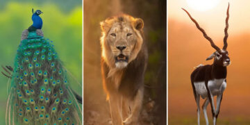 National Geographic Wildlife Photography