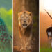 National Geographic Wildlife Photography