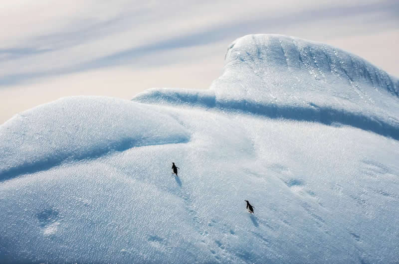 Finalist: "The Silhouettes on the Ice" by Xi Liu - The Nature Photography Contest Wildlife and Birds Winners