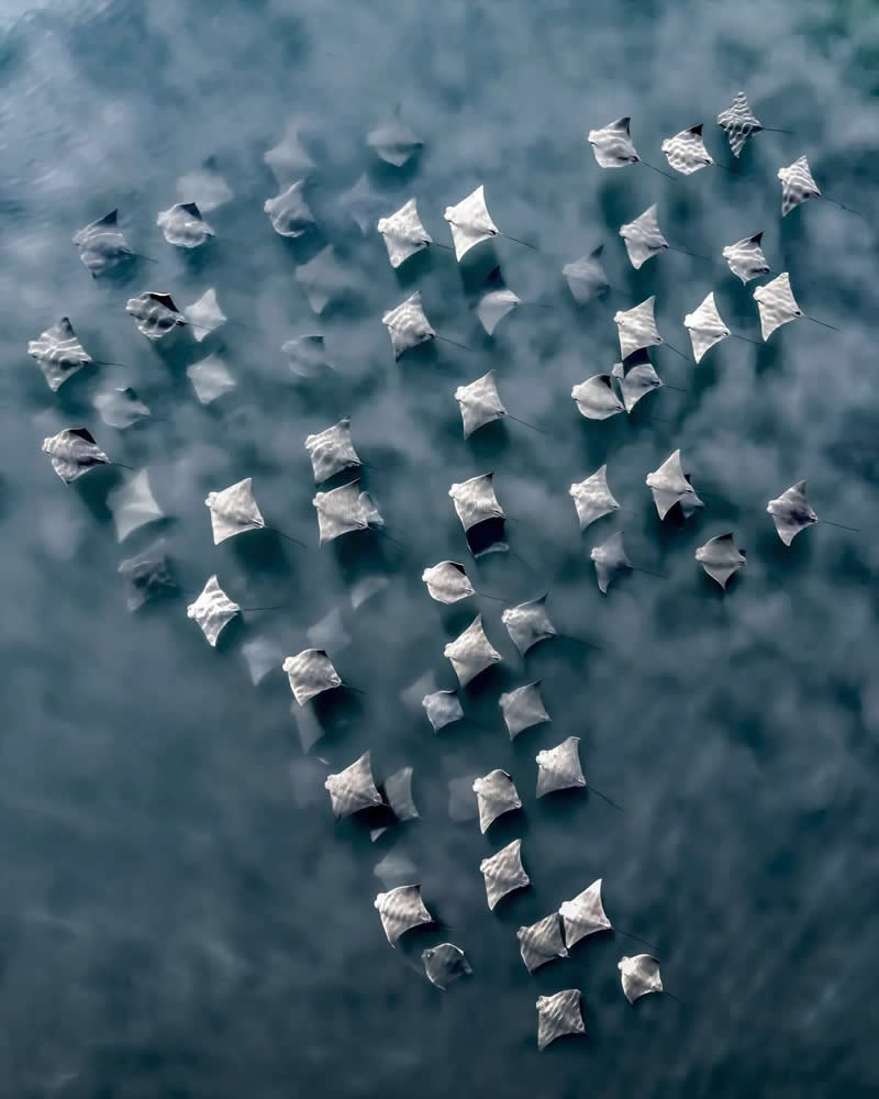 Finalist: "Concerto" by Joanna Steidle - The Nature Photography Contest Wildlife and Birds Winners