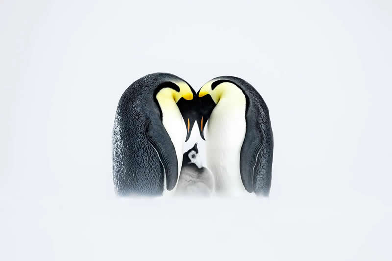 Finalist: "Parenting Goals" by Thomas Vijayan - The Nature Photography Contest Wildlife and Birds Winners