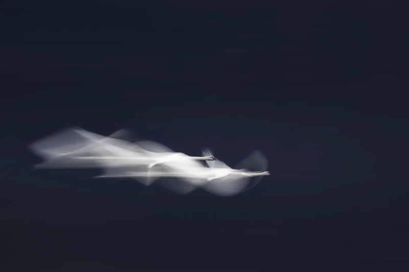 Finalist: "Chase" by Xhou Chen - The Nature Photography Contest Wildlife and Birds Winners