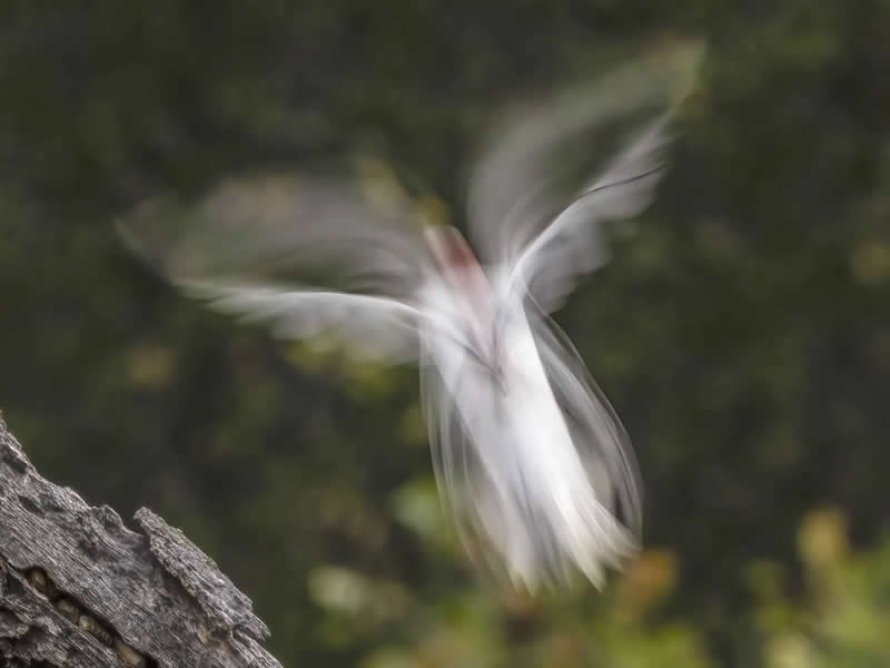 Finalist: "Liquid Flight" by Lee Greengrass - The Nature Photography Contest Wildlife and Birds Winners