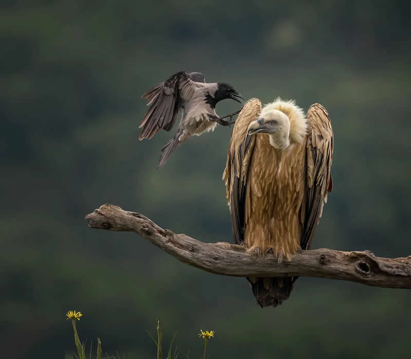 Finalist: "Defiance of the Small" by Panagiotis Xaxiris - The Nature Photography Contest Wildlife and Birds Winners