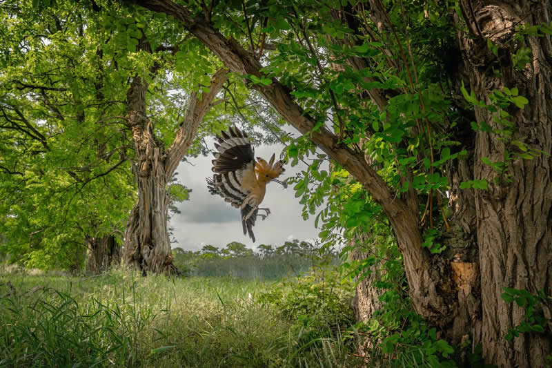 Finalist: "A moment of care-the hoopoe on it way to the nest" by Karlheinz Reichert - The Nature Photography Contest Wildlife and Birds Winners