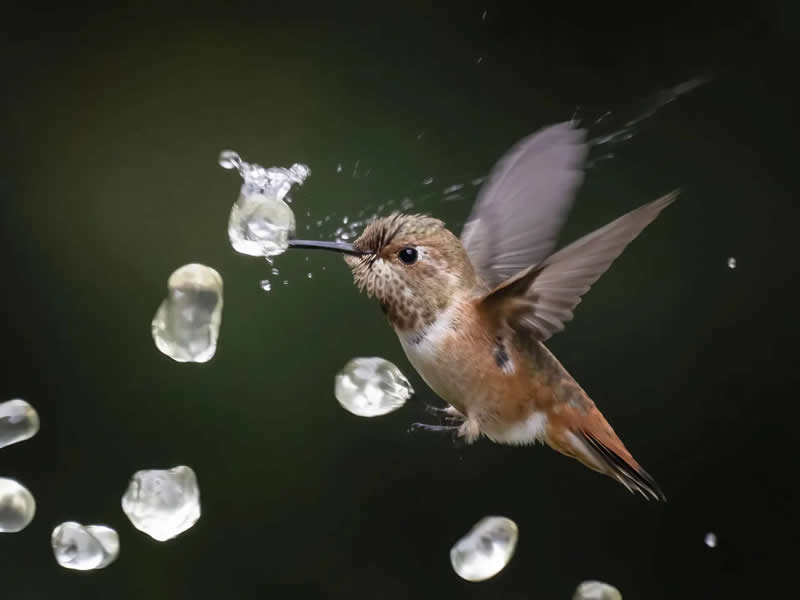 Finalist: "Good to the Last Drop" by Lee Greengrass - The Nature Photography Contest Wildlife and Birds Winners