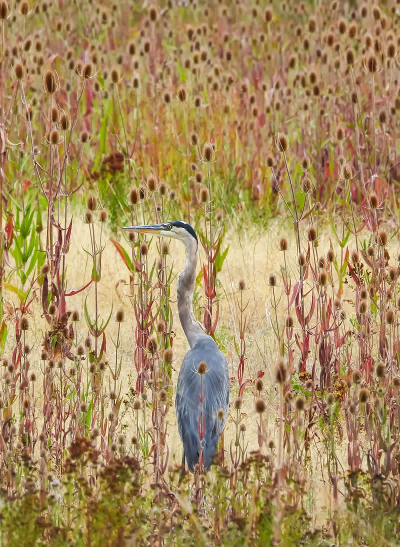 Finalist: "Heron in a Teasel Dreamscape" by Montoya Whiteman - The Nature Photography Contest Wildlife and Birds Winners