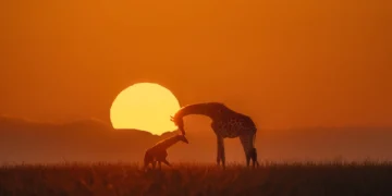 The Nature Photography Contest Winners