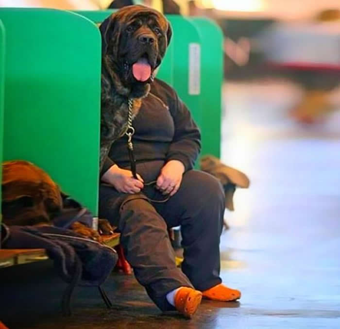 A perfectly timed photo creating an optical illusion where a large mastiff-type dog's head is positioned directly above the shoulders of a seated person in a black outfit, making it look like a dog with a human body.