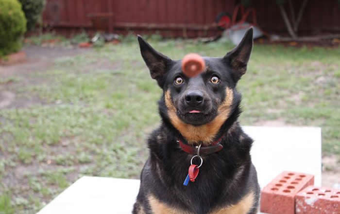 A close-up, perfectly timed photo of a black and tan dog looking directly at the camera with wide, frantic eyes. A small brown treat is frozen in mid-air right in front of its nose as it prepares to catch it.