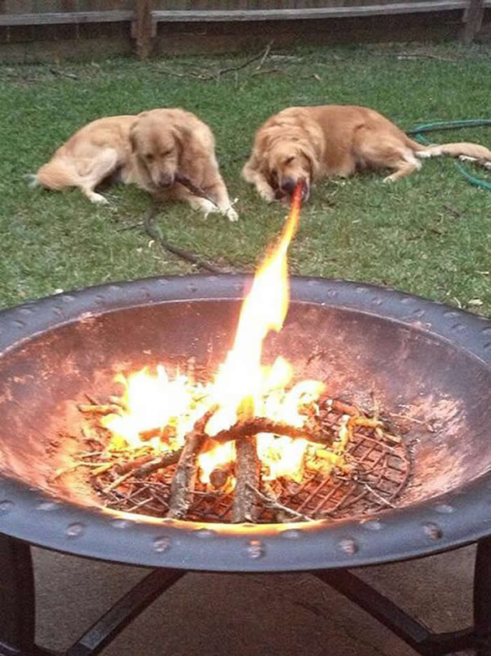 A perfectly timed optical illusion where a golden retriever lying in a backyard appears to be breathing fire. A fire pit in the foreground has a flame that aligns exactly with the dog's mouth in the background.