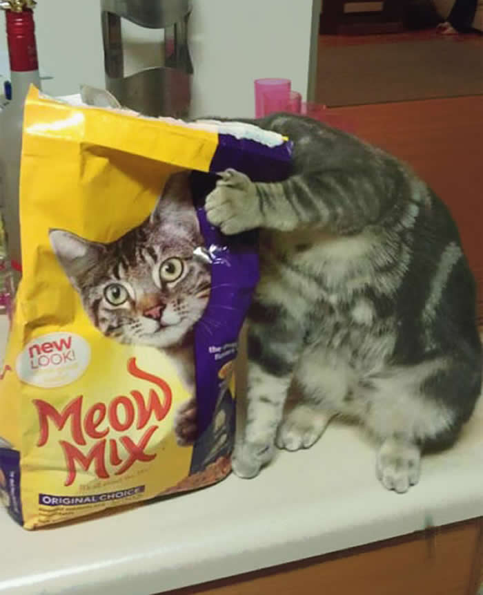 A perfectly timed photo of a grey tabby cat with its head inside a yellow Meow Mix bag. The printed image of a cat's head on the bag aligns perfectly with the real cat's neck, creating a funny seamless illusion.