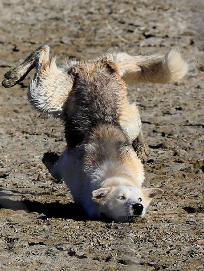 A hilarious, perfectly timed action photo of a light-colored dog mid-somersault. The dog is face-down on a dirt ground with its back legs and tail flailing upward in the air, capturing a clumsy and comical fall.