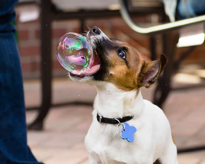 A perfectly timed close-up photo of a small white and brown dog with its mouth wide open, about to bite a floating soap bubble. The bubble is iridescent with pink and green reflections, positioned right inside the dog's open jaws.