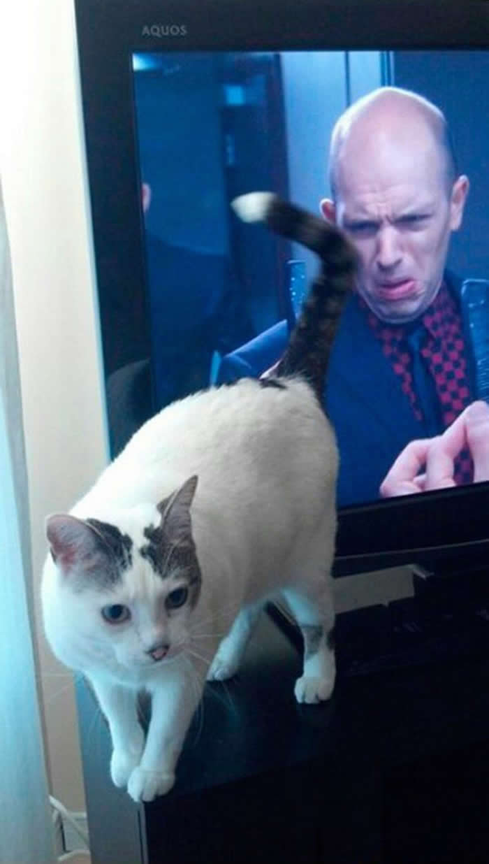 A perfectly timed photo of a cat standing on a TV stand. On the screen behind the cat, a bald man in a suit is making a face of intense disgust, perfectly aligned so that the cat's raised tail is directly in front of his nose.