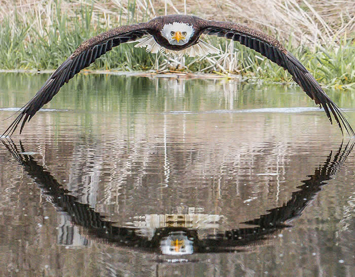 A perfectly symmetrical action shot of a bald eagle flying directly toward the camera over a calm pond. Its wingtips are just touching the water, creating a perfect mirror reflection below that forms a large, diamond-like shape.