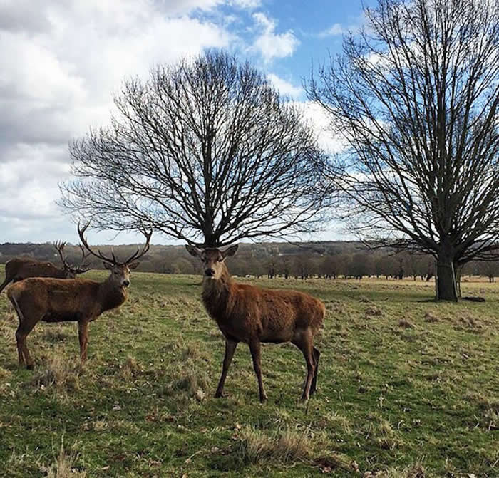 A perfectly timed optical illusion of a deer standing in a grassy field. The deer is positioned directly in front of a leafless tree, making the dense, spreading branches look like an enormous and complex set of antlers.