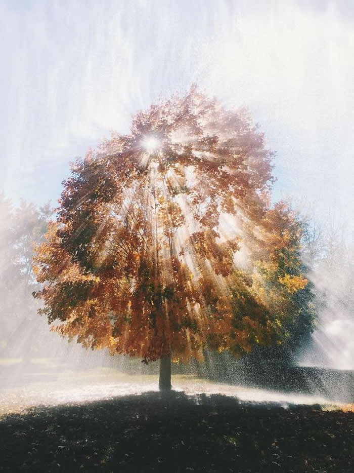 A perfectly timed photograph of a colorful autumn tree with the sun positioned directly behind its upper branches. Brilliant rays of light stream through the foliage in a symmetrical starburst pattern, illuminating the falling mist around it.