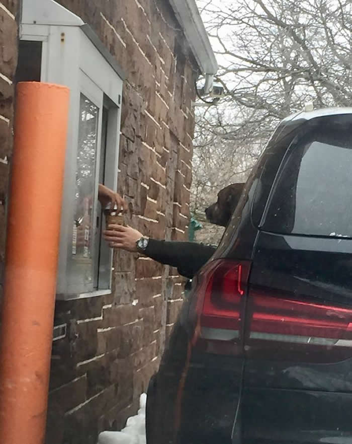 A perfectly timed forced-perspective photo at a drive-thru window. A person&rsquo;s arm reaches out from a car to take a coffee cup, but their shoulder is hidden by a dog&rsquo;s head looking out the window, making it look like the dog has a human arm.