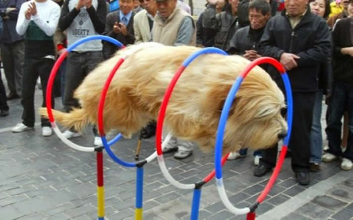 A perfectly timed photo of a long-haired, tan dog jumping through four red and blue agility hoops. The dog's body is stretched out and its legs are hidden, making it appear like a floating, furry cylinder passing through the rings.