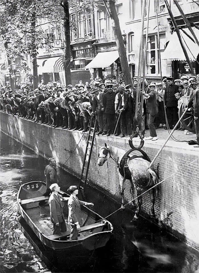 Rescuing a Horse That Fell in the Canal, Amsterdam, 1929. A Forgotten Moment of Compassion in a Changing City