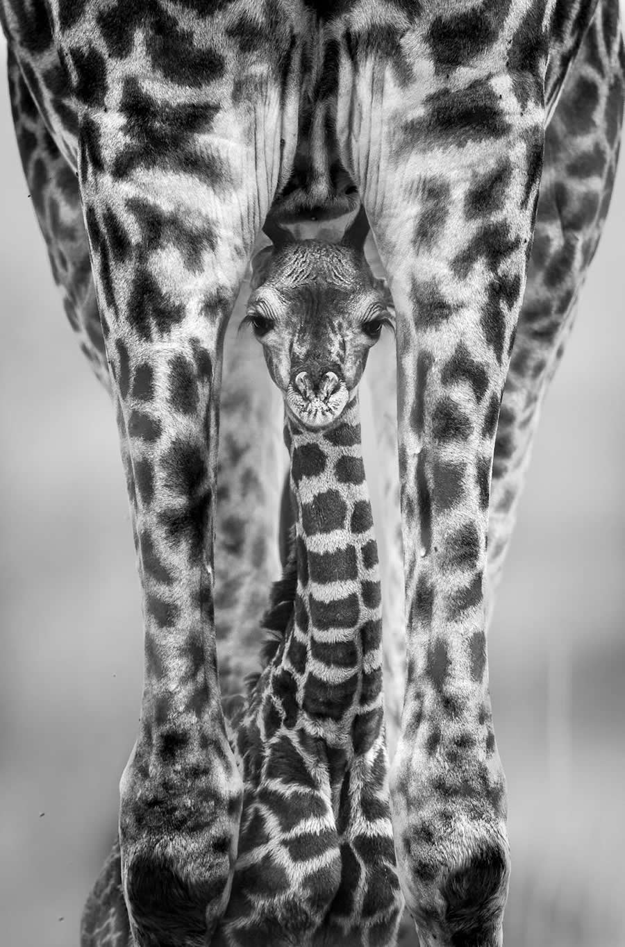 "Under Mother's Guidance" by Tom Way, UK, Masai giraffe - Remembering Wildlife Giraffes Competition Winners