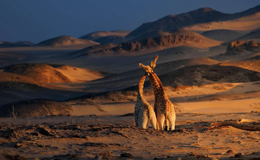 "Duel at Dawn" by Mark Nissenbaum, USA, South African giraffe - Remembering Wildlife Giraffes Competition Winners